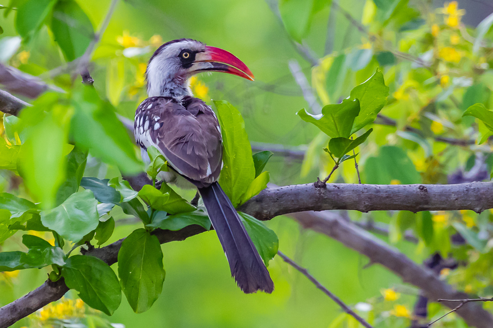image Tanzanian Red-billed Hornbill